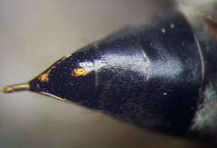 Tachysphex incertus