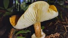 Cystoderma carcharias fallax