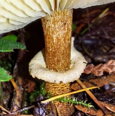 Cystoderma carcharias fallax