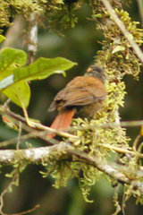 Anabacerthia variegaticeps