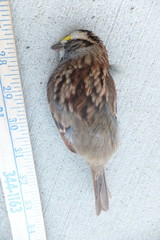 Zonotrichia albicollis