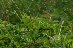 Erythrodiplax funerea