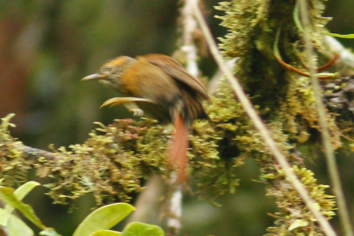 Scaly-throated Foliage-gleaner (Anabacerthia variegaticeps), photo 5