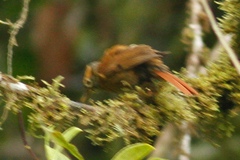 Anabacerthia variegaticeps