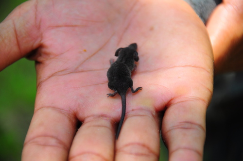 Malayan Pgymy Shrew (Suncus malayanus) — Least Concern Mammalia