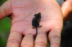 Malayan Pygmy Shrew photo 1