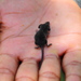 Malayan Pgymy Shrew - Photo (c) Utain Pummarin, some rights reserved (CC BY-NC), uploaded by Utain Pummarin