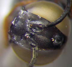 Tachysphex incertus