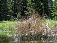 Cistothorus palustris