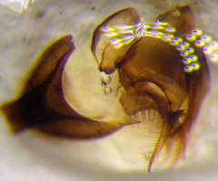 Tachysphex incertus
