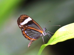 Dismorphia theucharila fortunata