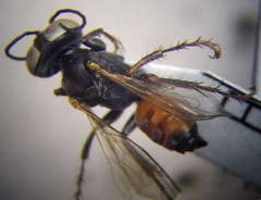 Tachysphex incertus