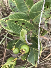 Psidium firmum