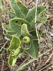 Psidium firmum