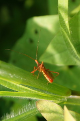 Rocconota tuberculigera