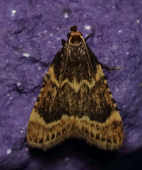 Aglossa cacamica