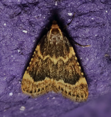 Aglossa cacamica