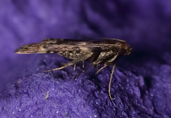 Aglossa cacamica