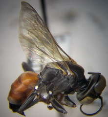 Tachysphex incertus
