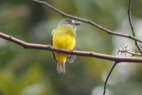 Myiotriccus ornatus