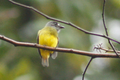 Myiotriccus ornatus
