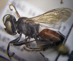 Tachysphex incertus