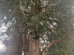 Eucalyptus cinerea