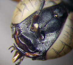 Tachysphex incertus