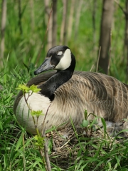Branta canadensis
