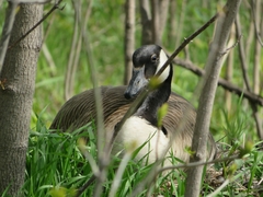Branta canadensis