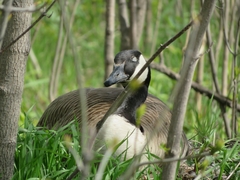 Branta canadensis