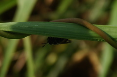 Copestylum limbipenne