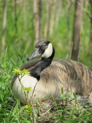 Branta canadensis