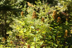 Spiraea × pyramidata