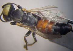 Tachysphex incertus