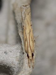 Fissicrambus profanellus