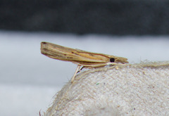 Fissicrambus profanellus