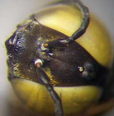 Tachysphex incertus