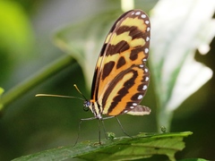 Mechanitis lysimnia utemaia