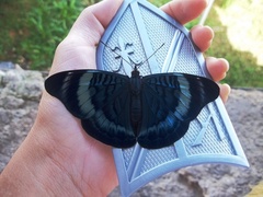 Panacea prola