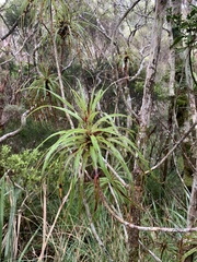 Dracophyllum elegantissimum