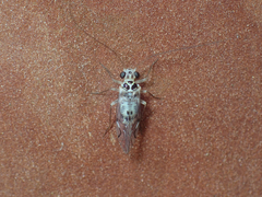 Metylophorus purus