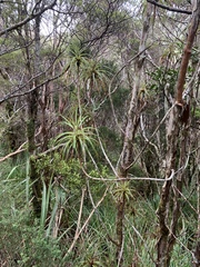 Dracophyllum elegantissimum