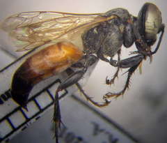 Tachysphex incertus