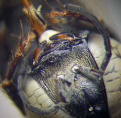 Tachysphex incertus