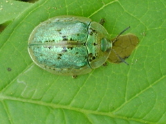 Physonota alutacea