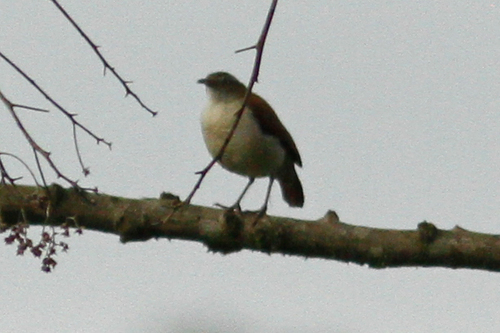 Pacific Hornero (Furnarius cinnamomeus), photo 4