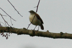 Furnarius leucopus cinnamomeus