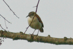 Furnarius leucopus cinnamomeus