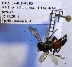 Tachysphex latifrons